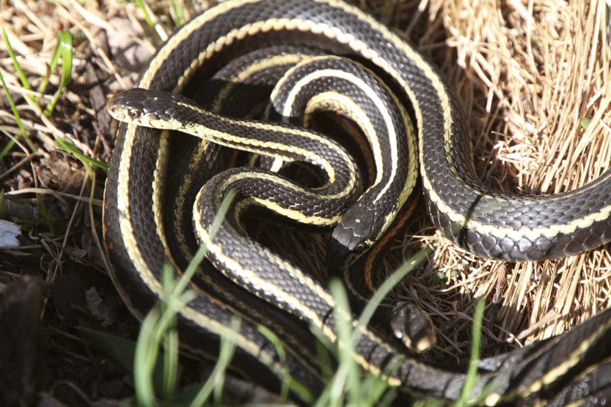 You Gotta Read This If You Re Planning To Keep Garter Snakes As