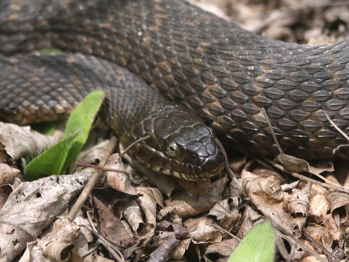 Louisiana Snakes Chart