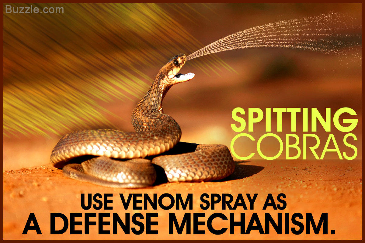 Shocking Facts About The Spitting Cobra That Ll Leave You Aghast