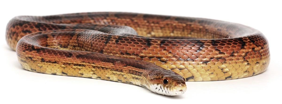 45 Snake Species That Are Found In Louisiana Animal Sake