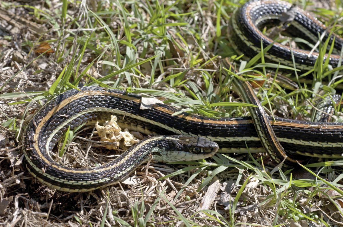 Snakes Of Louisiana Chart