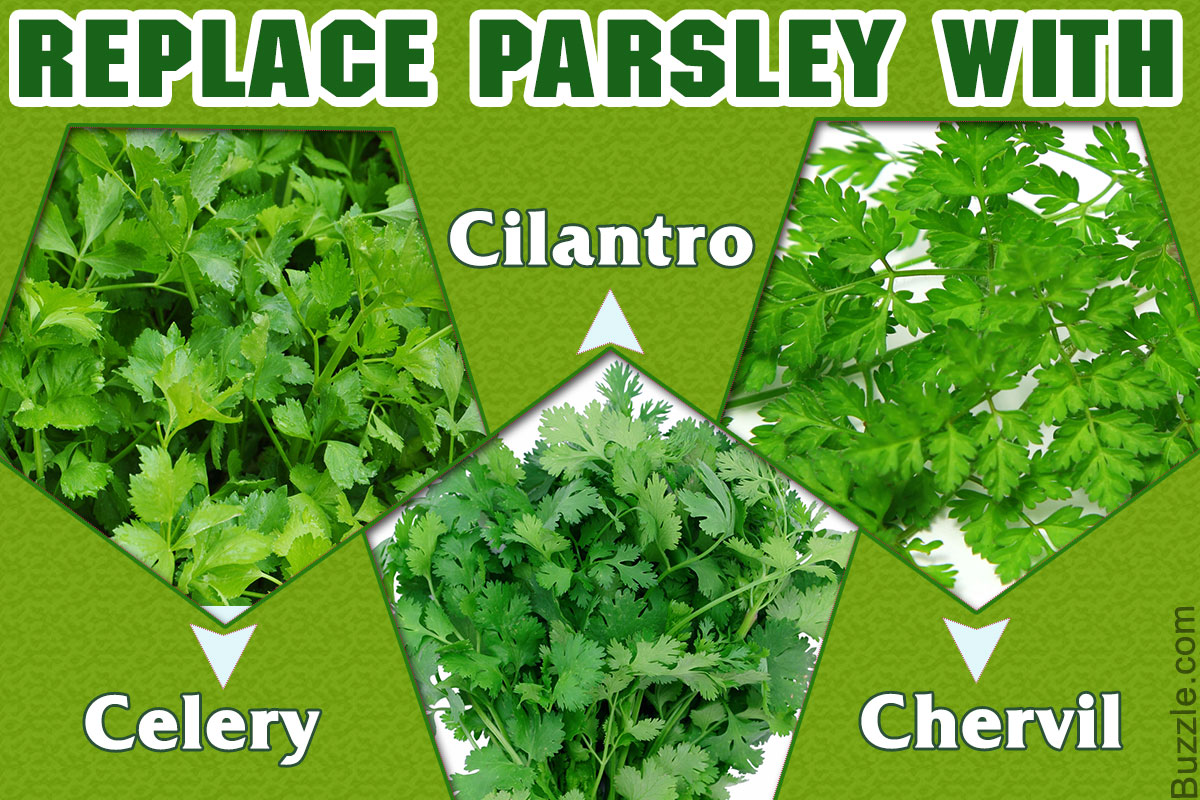 Great Substitutes For Parsley You May Have Never Thought Of Tastessence,Fried Shrimp Recipe