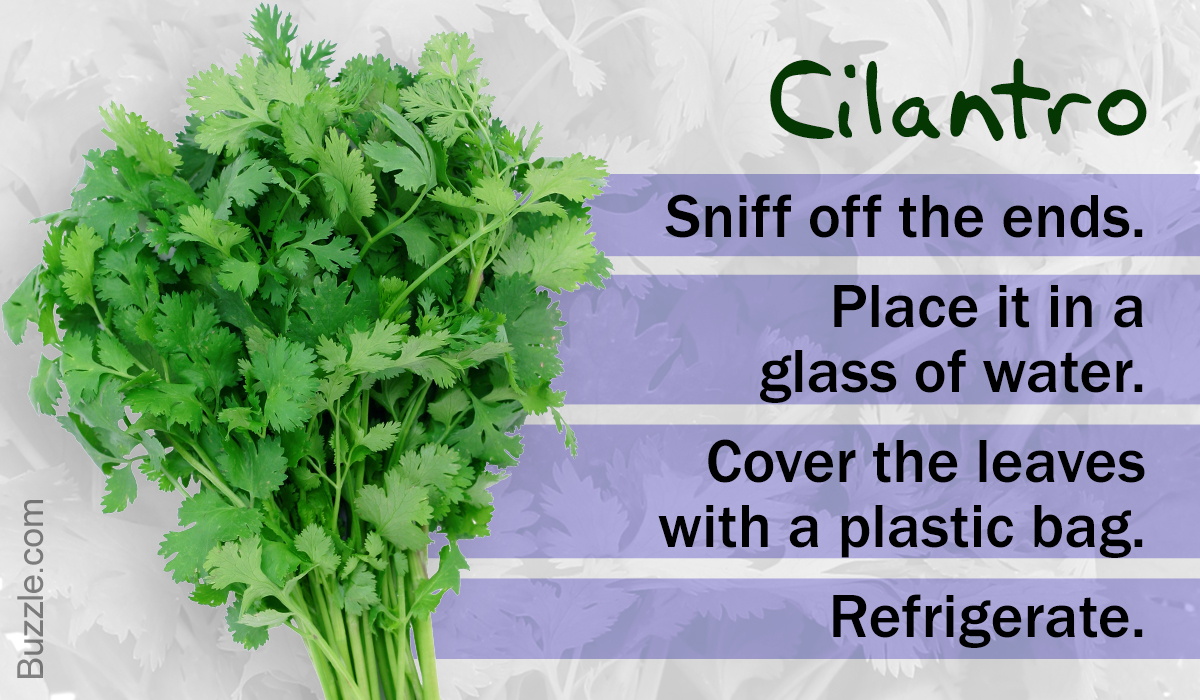 How To Preserve Cilantro Ways That Work And Methods That Don T