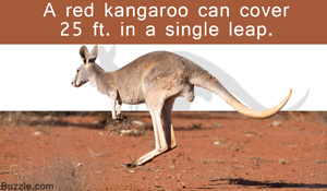 What Do Kangaroos Eat? Nature's the Way to Go